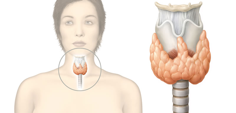 El tiroides en la gestación